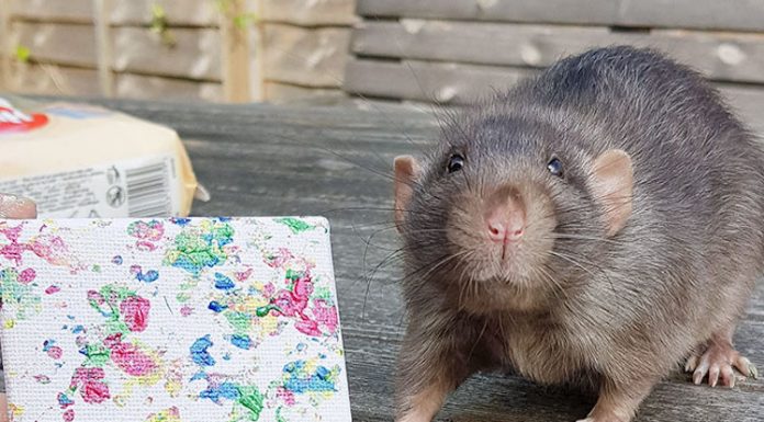 Esses ratos talentosos ficaram famosos por criar pinturas em miniatura.