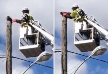 Empresa suspende trabalhador que resgatou gato com equipamento de trabalho.