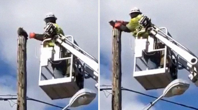 Empresa suspende trabalhador que resgatou gato com equipamento de trabalho.