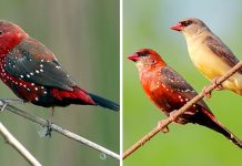 Esses pássaros são chamados tentilhões de morango e são lindos