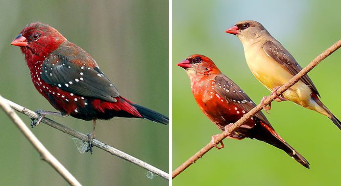 Esses pássaros são chamados tentilhões de morango e são lindos