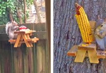 Um homem construiu uma pequena mesa de piquenique para esquilos em seu jardim.