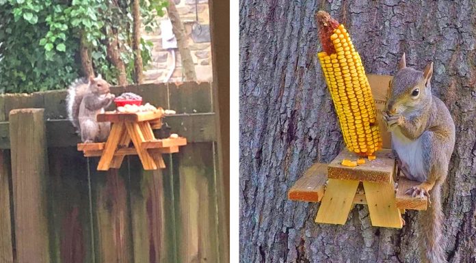 Um homem construiu uma pequena mesa de piquenique para esquilos em seu jardim.