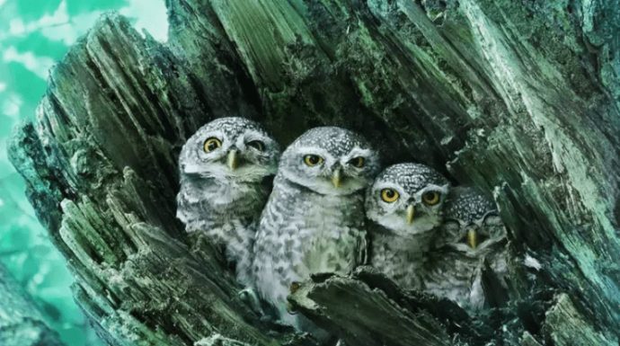 Um fotógrafo captura fotos impressionantes de corujas como você nunca as viu antes.