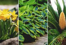 Conheça algumas plantas e alimentos que são venenosas para seus animais de estimação.