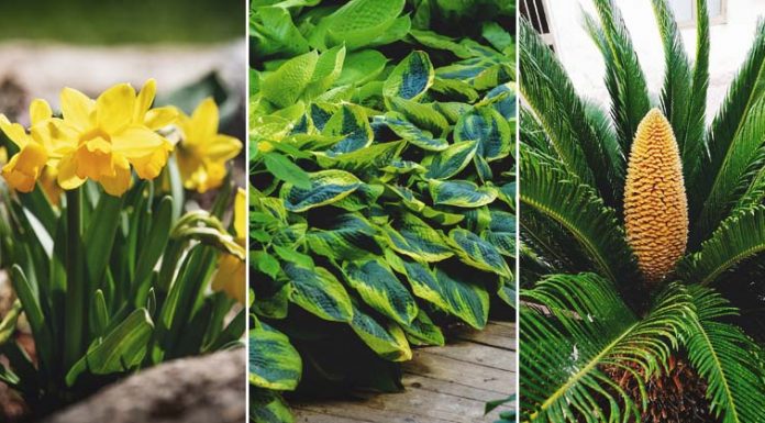 Conheça algumas plantas e alimentos que são venenosas para seus animais de estimação.