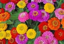 As zínias florescem rapidamente – produzindo um suprimento constante de flores multicoloridas