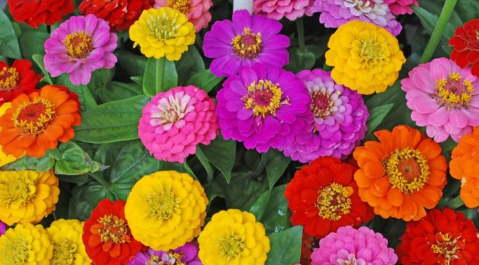 As zínias florescem rapidamente – produzindo um suprimento constante de flores multicoloridas