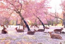 Sem turistas, cervos descansam sob flores de cerejeira no Japão