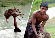 Este jovem arriscou sua vida para ajudar uma jovem corça se afogando nas águas da enchente.