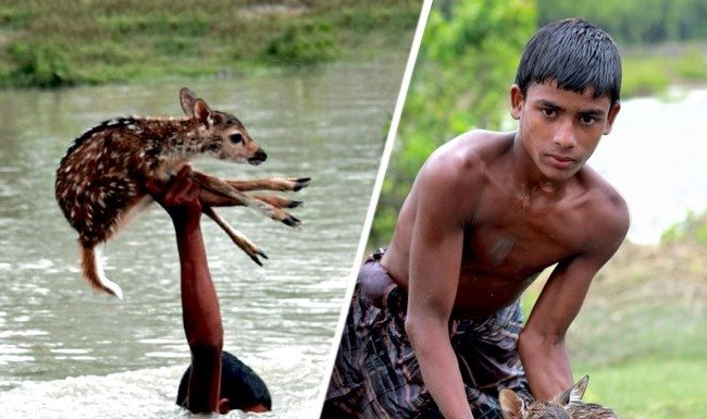 Este jovem arriscou sua vida para ajudar uma jovem corça se afogando nas águas da enchente.