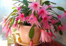 Cactus Dezembrista : Cascata de pétalas magníficas em vaso de flores.