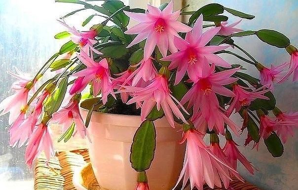 Cactus Dezembrista : Cascata de pétalas magníficas em vaso de flores.