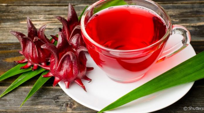 Conheça os benefícios da planta vinagreira comum no Maranhão