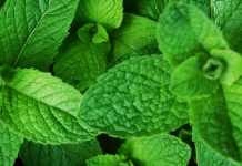 Hortelã: técnicas de plantio e cuidados em casa.