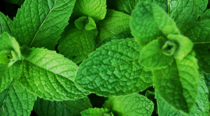 Hortelã: técnicas de plantio e cuidados em casa.