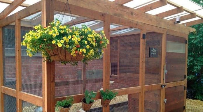 Construindo um galinheiro simples e barato no seu quintal