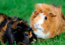 Na Suíça, tornou-se ilegal ter apenas um porquinho-da-índia, porque ele pode sofrer de solidão.