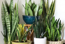 Como plantar a língua do tigre para melhorar o feng shui da casa.