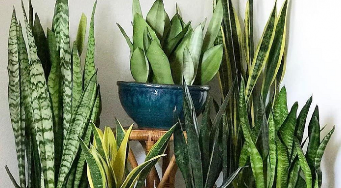 Como plantar a língua do tigre para melhorar o feng shui da casa.