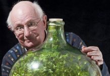 Homem cultivou um jardim em uma garrafa, e permaneceu intacto desde 1972 sem receber uma única gota de água