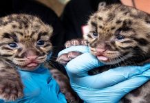 Nascimento de filhotes do leopardo quase extinto dá esperança à espécie.