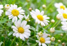 Flores e Plantas Mágicas realmente existem!