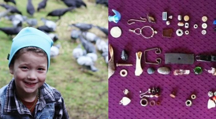 Menina de 8 anos se diverte alimentando corvos e começa a receber “presentes” deles todo dia