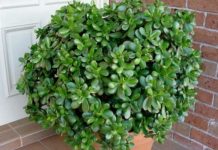 Esta planta em sua casa funciona como um ímã de riqueza e energia positiva. Nós te explicamos porquê!