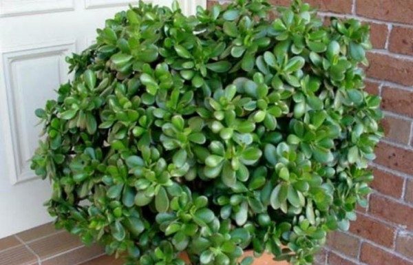 Esta planta em sua casa funciona como um ímã de riqueza e energia positiva. Nós te explicamos porquê!