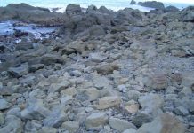 Teste sua visão e seu raciocínio rápido em menos de 2 minutos. Onde está o esquilo?