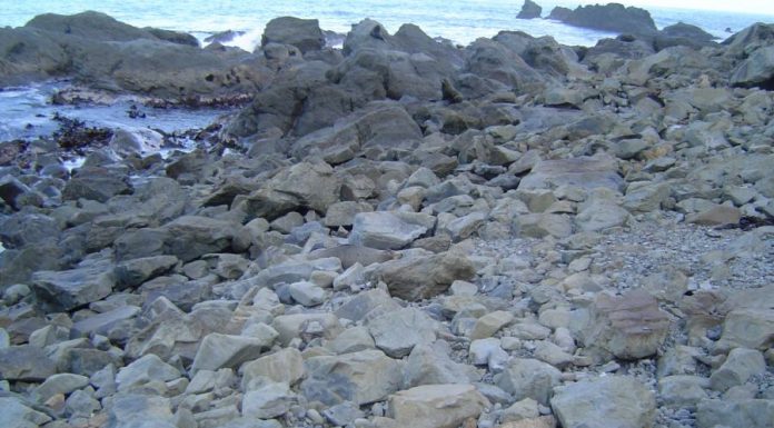 Teste sua visão e seu raciocínio rápido em menos de 2 minutos. Onde está o esquilo?