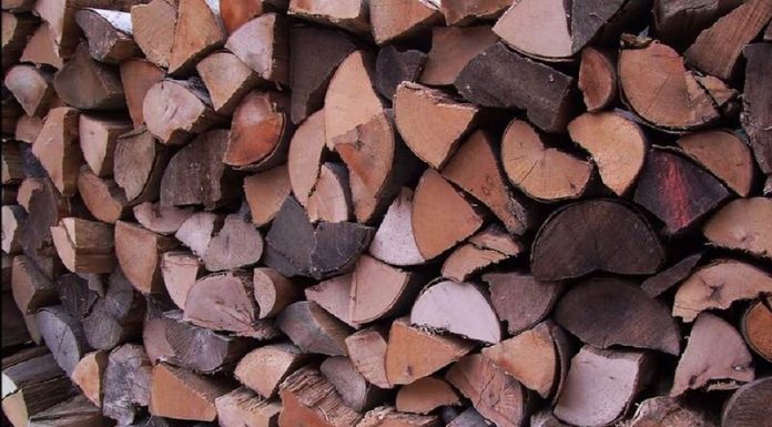 Você tem dois minutos para encontrar o ratinho na pilha de madeira. Vamos lá!