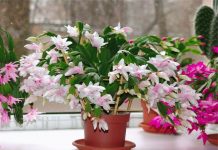 Cactus que nos dá flores ao invés de espinhos.