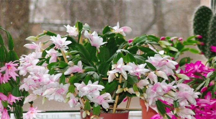 Cactus que nos dá flores ao invés de espinhos.