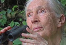 Jane Goodall diz : “A pandemia é o resultado de nosso absoluto desrespeito ao meio ambiente e aos animais”