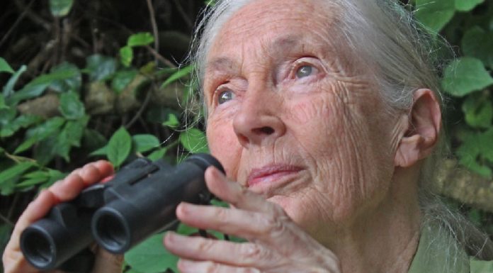 Jane Goodall diz : “A pandemia é o resultado de nosso absoluto desrespeito ao meio ambiente e aos animais”