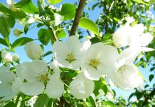 Jasmim: suas propriedades úteis irão ajudar a preservar a beleza, melhorar a saúde e elevar o seu espírito!