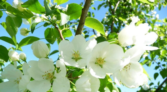 Jasmim: suas propriedades úteis irão ajudar a preservar a beleza, melhorar a saúde e elevar o seu espírito!