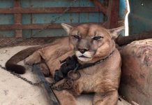 O puma de circo viveu em uma van acorrentado, depois de 20 anos foi finalmente libertado.