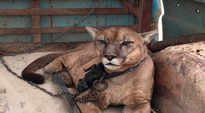 O puma de circo viveu em uma van acorrentado, depois de 20 anos foi finalmente libertado.