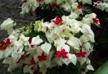 Mantenha sua casa fresca no verão cultivando plantas trepadeiras.