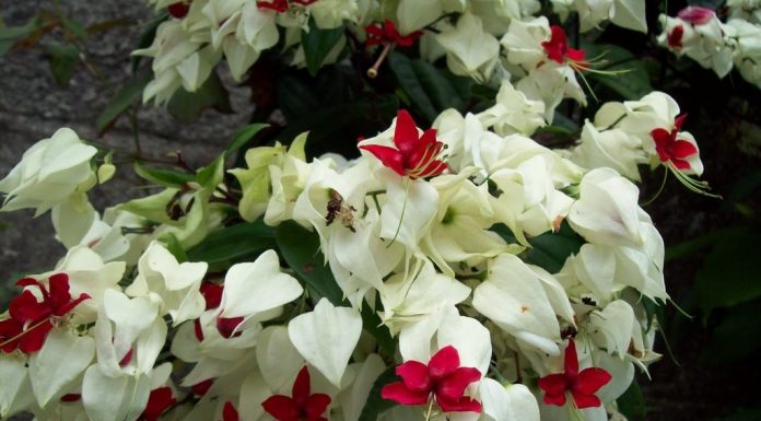 Mantenha sua casa fresca no verão cultivando plantas trepadeiras.