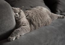 Diga-nos como seu gato dorme para que possamos lhe dizer o que é.