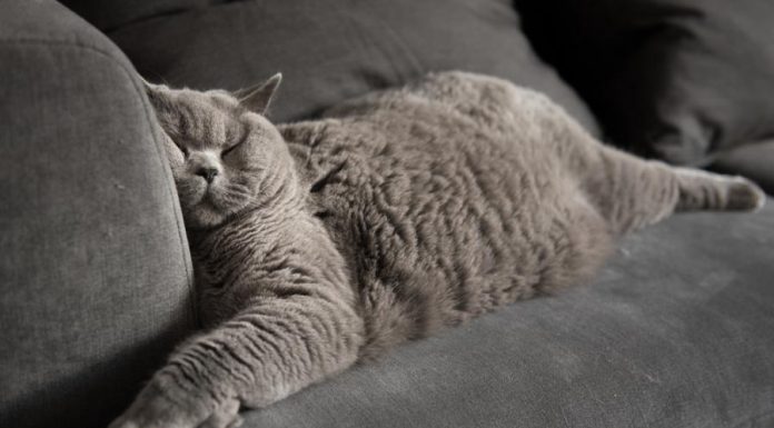 Diga-nos como seu gato dorme para que possamos lhe dizer o que é.