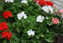 11 plantas comuns que repelem mosquitos naturalmente.