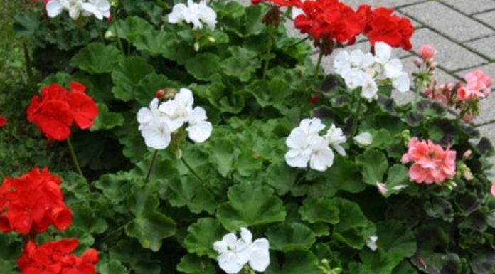 11 plantas comuns que repelem mosquitos naturalmente.