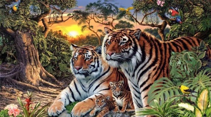 O desafio visual que revela sua personalidade de acordo com a quantidade de tigres que você vê