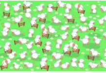 Teste de atenção plena: encontre uma galinha entre o rebanho de ovelhas