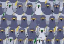 Será um desafio para você: consegue ver o gato escondido entre os pombos na imagem viral?